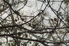 Ramphotrigon flammulatum