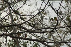 Ramphotrigon flammulatum