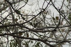 Ramphotrigon flammulatum