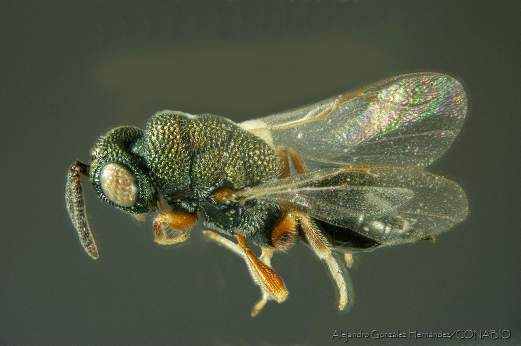 Chryseida inopinata
