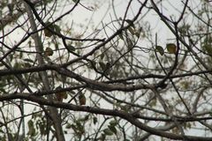 Ramphotrigon flammulatum