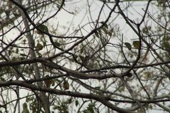 Ramphotrigon flammulatum