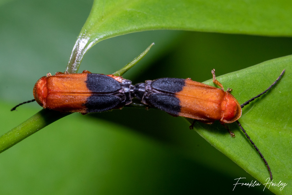 Cratomorphini