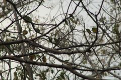 Ramphotrigon flammulatum