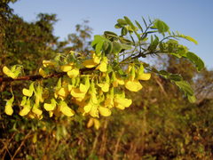 Diphysa carthagenensis