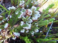 Erica cumuliflora