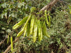 Diphysa carthagenensis