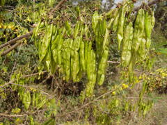 Diphysa carthagenensis