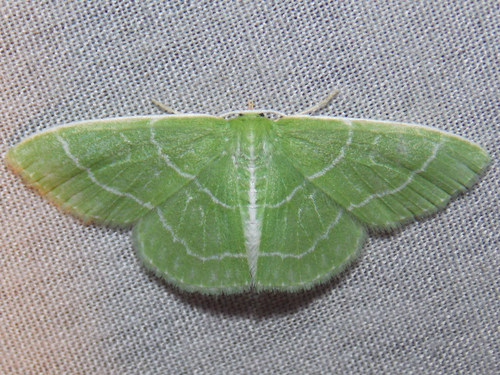 Wavy-lined Emerald photo 5