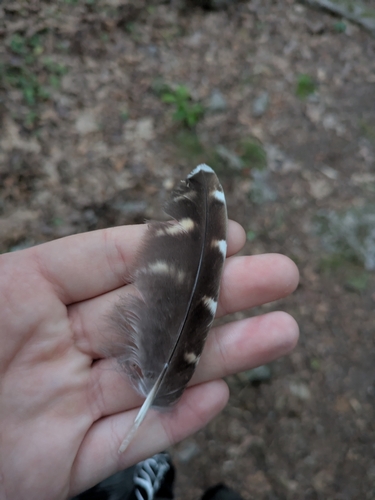 View observation of {o.common_name} on iNaturalist