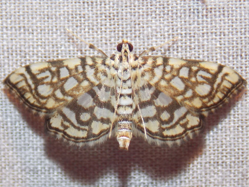 Bog Lygropia Moth photo 4