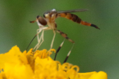 Stylogaster biannulata