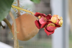 Couroupita guianensis
