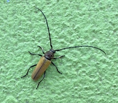 Crossidius suturalis