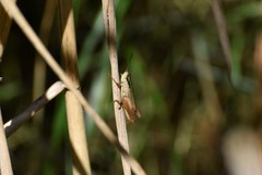 Dichromorpha elegans