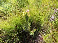 Mimetes palustris