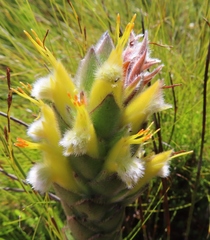 Mimetes palustris