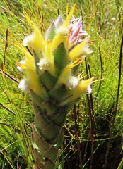 Mimetes palustris
