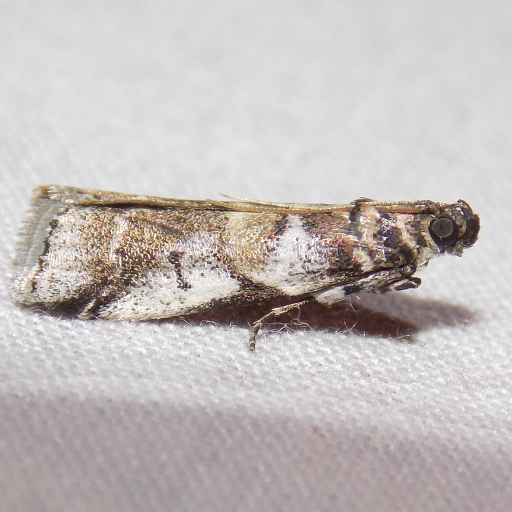Leaf Crumpler Moth and Allies
