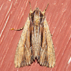 Apamea verbascoides