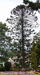 Araucaria bidwillii