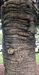 Araucaria bidwillii