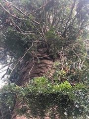Araucaria bidwillii