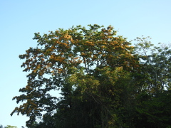 Pterocarpus rohrii