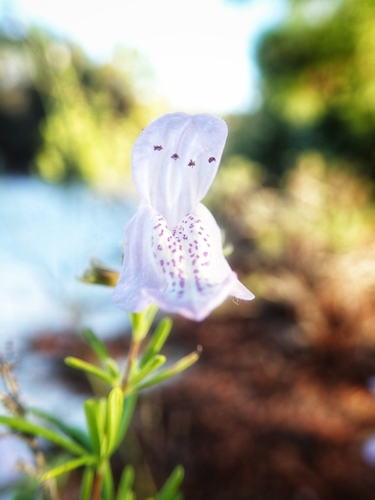 Conradina grandiflora image