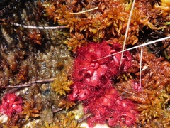 Drosera slackii
