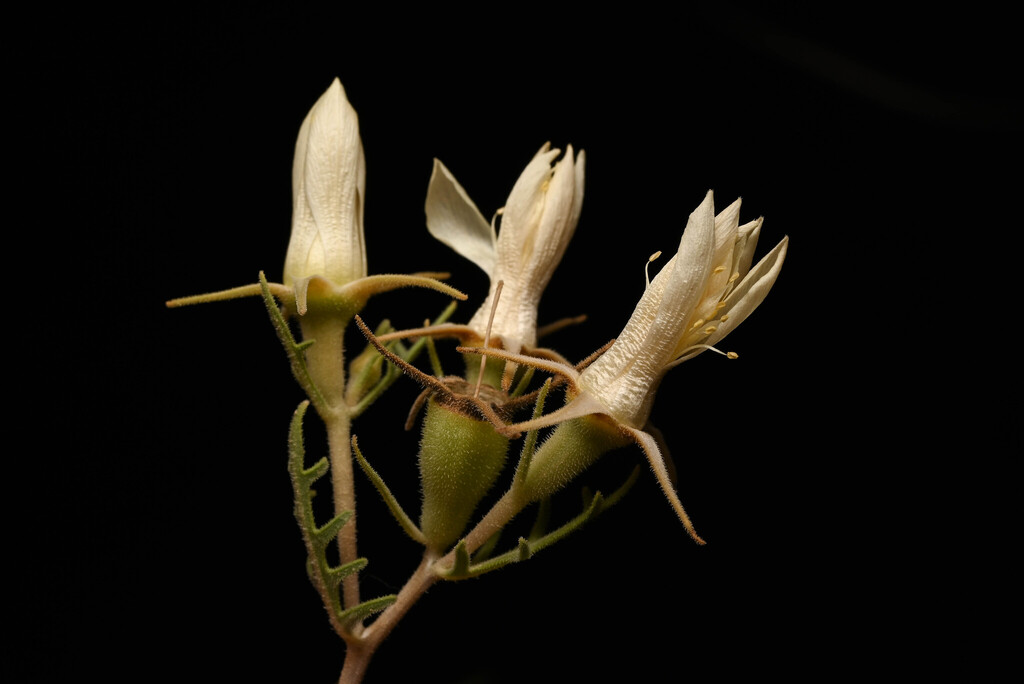 Mentzelia multiflora; photograph (c) Anders Hastings, some rights reserved (CC BY)