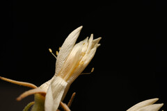 (c) Anders Hastings, some rights reserved (CC BY) Mentzelia multiflora, photograph (c) Anders Hastings, some rights reserved (CC BY)