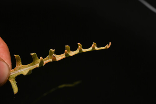 Mentzelia multiflora, photograph 6