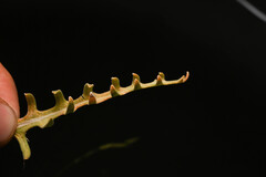 Mentzelia multiflora, photograph (c) Anders Hastings, some rights reserved (CC BY)