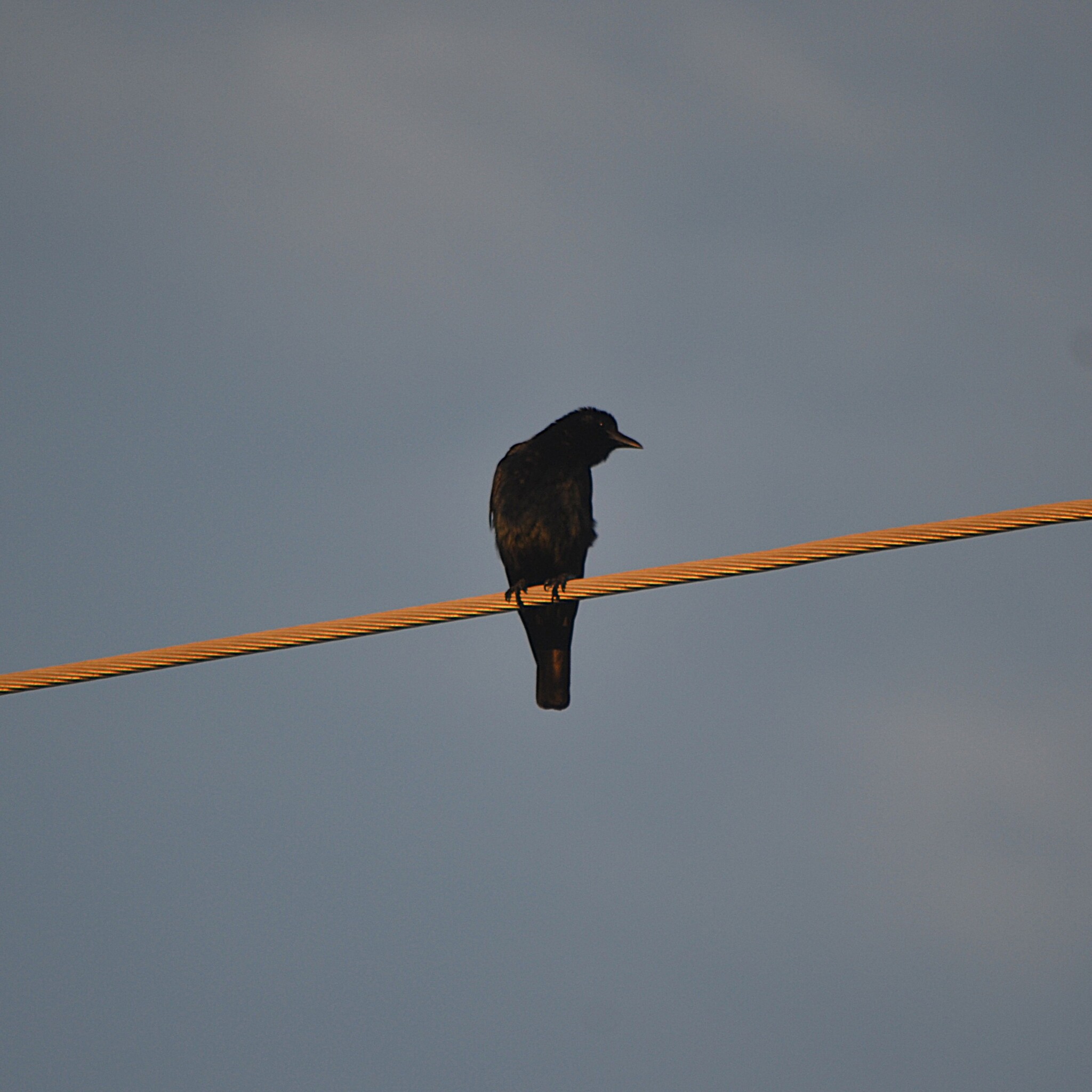 Sinaloa Crow (Corvus sinaloae), photo 9
