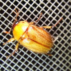 Cyclocephala borealis