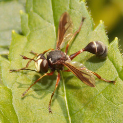 Physocephala furcillata