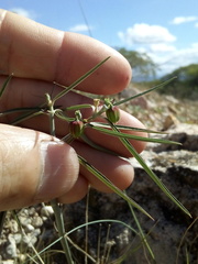 Euphorbia jaliscensis
