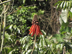 Erythrina folkersii