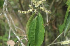 Miconia spicellata