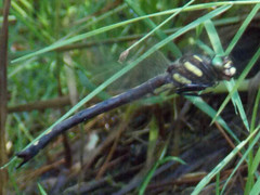 Cordulegaster obliqua