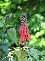 Erythrina folkersii