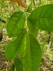 Planchonella obovata