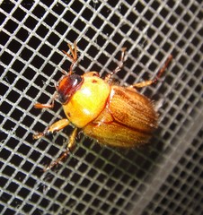 Cyclocephala borealis