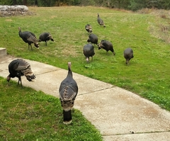 Meleagris gallopavo merriami