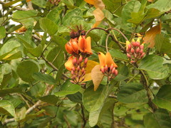 Erythrina fusca