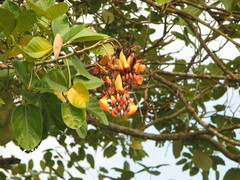 Erythrina fusca