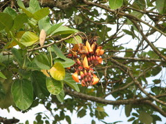 Erythrina fusca
