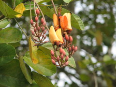 Erythrina fusca