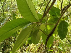 Planchonella obovata